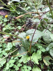 Bidens pilosa pilosa