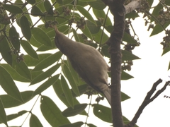 Campylorhynchus turdinus