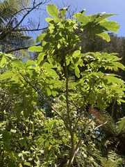 Schefflera digitata