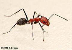 Dorymyrmex tener