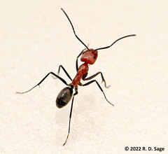 Dorymyrmex tener
