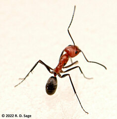 Dorymyrmex tener