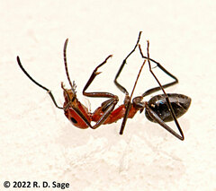 Dorymyrmex tener