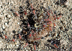Dorymyrmex tener