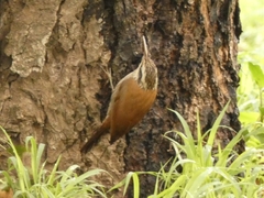 Lepidocolaptes angustirostris