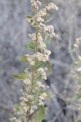 Sphaeralcea fendleri