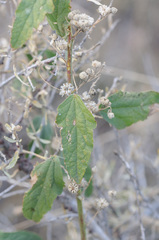 Sphaeralcea fendleri