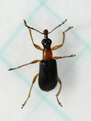 Eugnamptus angustatus