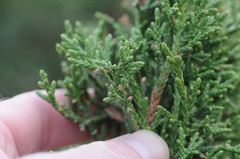 Juniperus monosperma