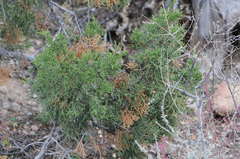 Juniperus monosperma