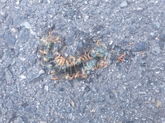 Scolopendra mutilans
