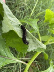 Spodoptera litura