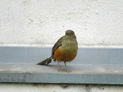 Turdus rufiventris