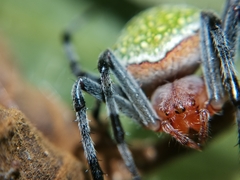 Eriophora nephiloides