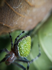 Eriophora nephiloides