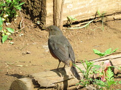 Turdus rufiventris