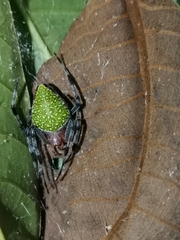 Eriophora nephiloides