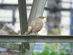 Turdus rufiventris