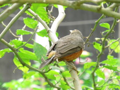 Turdus rufiventris