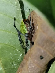 Eriophora nephiloides