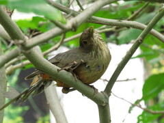 Turdus rufiventris