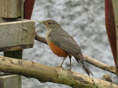 Turdus rufiventris