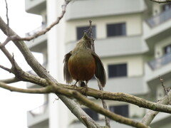 Turdus rufiventris