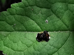 Helocassis maculicollis