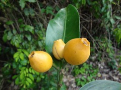 Posoqueria latifolia