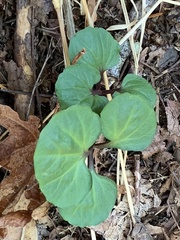 Cardamine californica