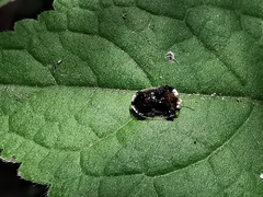 Helocassis maculicollis