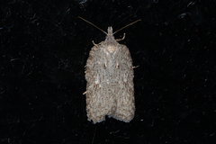 Acleris maximana