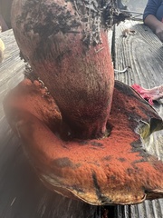 Rubroboletus pulcherrimus