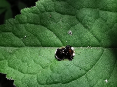 Helocassis maculicollis