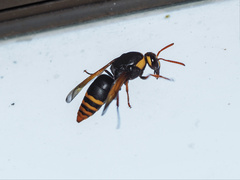 Rhynchium