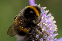 Bombus
