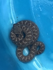 Hypsiglena ochrorhynchus