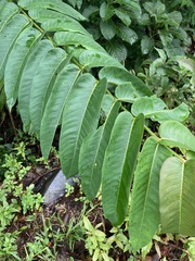 Duabanga grandiflora