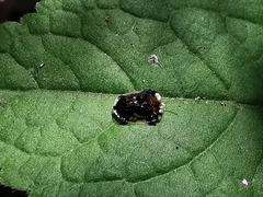 Helocassis maculicollis