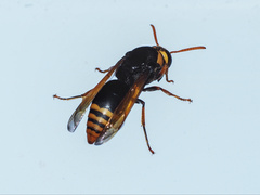 Rhynchium