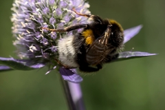 Bombus
