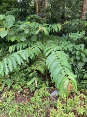 Duabanga grandiflora