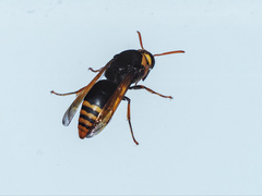 Rhynchium