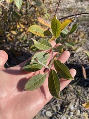 Salix cordata