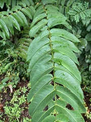 Duabanga grandiflora