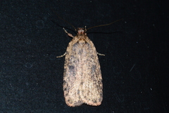 Agonopterix pulvipennella