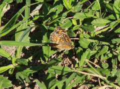 Phyciodes phaon