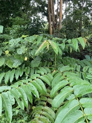 Duabanga grandiflora