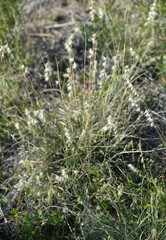 Bouteloua rigidiseta