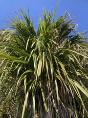 Phormium cookianum